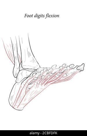 Illustration médicale des muscles de flexion des chiffres du pied agissant sur la portée du pied depuis le dessus du genou jusqu'à divers points sur le squelette du pied. Dessin au trait f Illustration de Vecteur