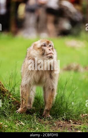 Macaque sur l'herbe. Petit singe populaire. singe dans le zoo sur l'herbe. Banque D'Images