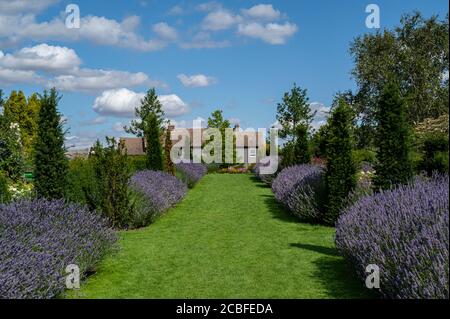 Le jardin de roses, Hyde Hall, donnant sur la salle de lecture. Banque D'Images