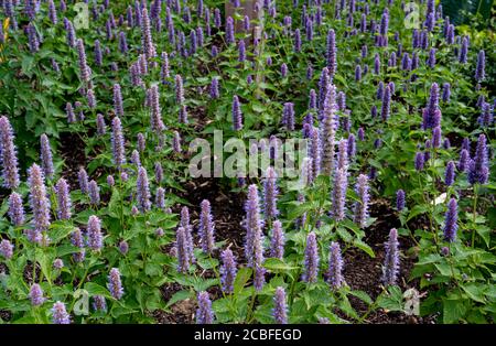 Agastache rugosa, monnaie coréenne, Lamiaceae Banque D'Images