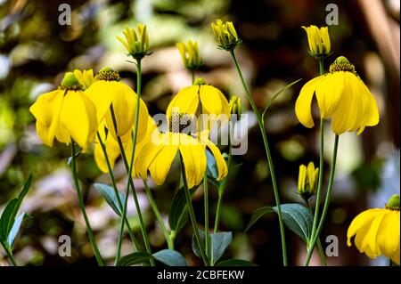 Rudbeckia laciniata Herbston, asteraceae, confleur. Banque D'Images