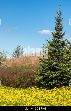 Prairie avec une belle fleur de pissenlit jaune et de l'épinette Banque D'Images