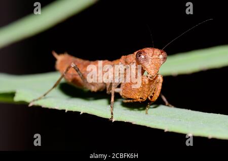 Mantis bruns africains Banque D'Images