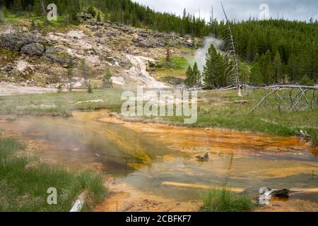 Sources d'eau chaude et geysers (y compris Blood Geyser) le long du sentier Artists Paint pots dans le parc national de Yellowstone, Wyoming Banque D'Images