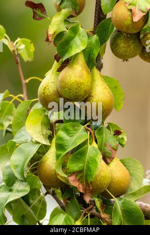 Poires mûres sur un espalier dans le jardin Banque D'Images