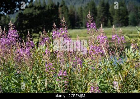 Pompier nain (une espèce de saulowfines) Pousse dans le parc national de Grand Teton du Wyoming Banque D'Images