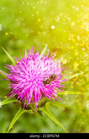 Gros plan d'une abeille sur une fleur de chardon violet dans un éclairage brillant étincelant, espace de copie. Banque D'Images