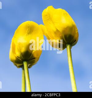 Les tulipes jaune vif fleurissent sur fond bleu ciel Banque D'Images