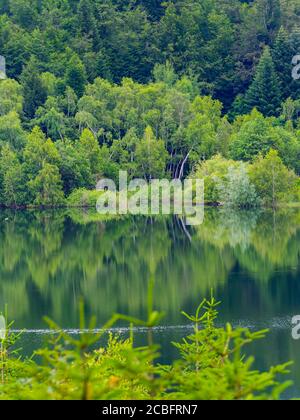Forêt verte jolie belle nature préservée environnement naturel saison du printemps lac Lepenica près de Fuzine en Croatie Europe Banque D'Images