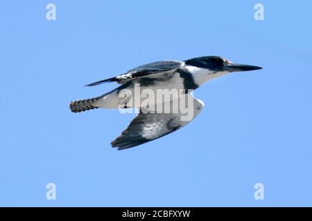 Pêche de Kingfisher avec ceinture au-dessus du marais Banque D'Images