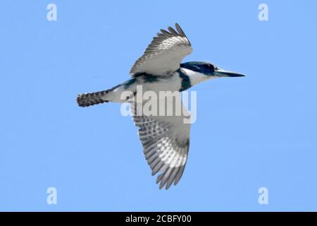 Pêche de Kingfisher avec ceinture au-dessus du marais Banque D'Images