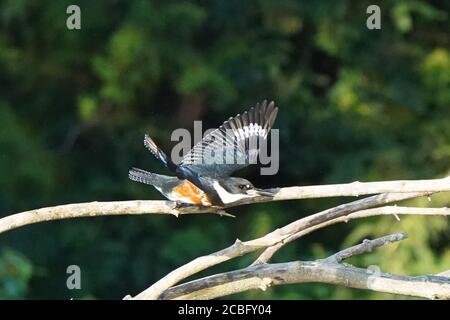 Pêche de Kingfisher avec ceinture au-dessus du marais Banque D'Images