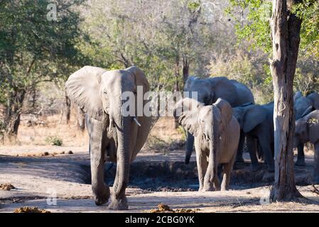 Éléphants au trou d'eau boueux sec avec une vache et un veau en marchant tout droit vers l'homme de la caméra Banque D'Images