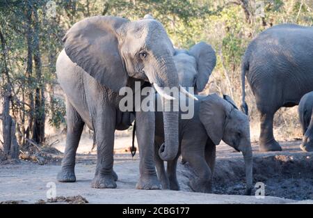 Groupe d'éléphants au trou d'eau faisant des tours pour se tenir et boire eau Banque D'Images