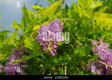 La wisteria fleurit en été. Banque D'Images