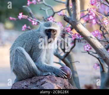 Singe assis sur un rocher de granit rouge tenant la graine de palmier de lala dans ses petites mains avec imphala pousse en arrière-plan Banque D'Images