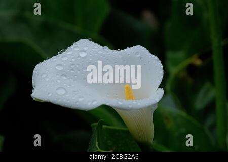 Wtaer tombe sur une fleur de nénuphars dans un jardin. Banque D'Images