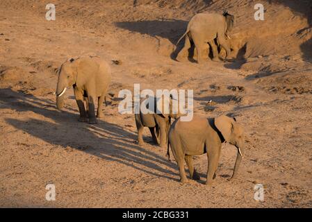 Éléphants dans la réserve africaine debout un en fin d'après-midi dans le lit de rivière sec avec la lumière du soleil rebondissant de leurs grands corps Banque D'Images