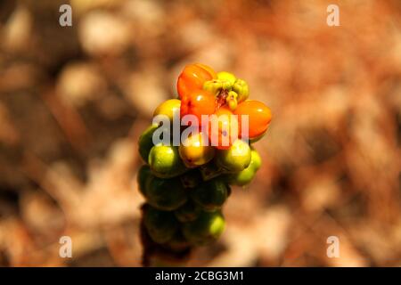 Baies d'Arisaema triphyllum (Jack-in-the-pulpit) Banque D'Images