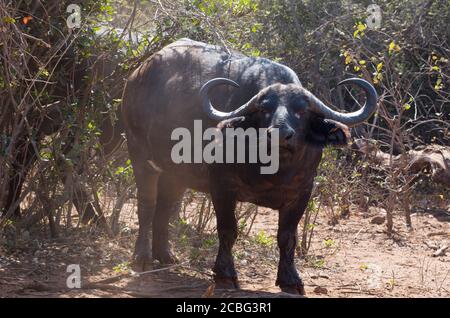 Buffalo femelle de vache debout à côté du buisson vert avec le curly avertisseurs sonores en regardant en avant Banque D'Images