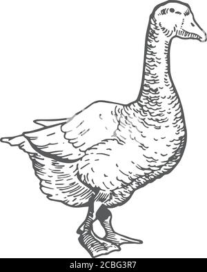 Illustration du vecteur de dessin à la main d'oie. Résumé oiseau de volaille domestique esquisse. Dessin de style de gravure. Illustration de Vecteur