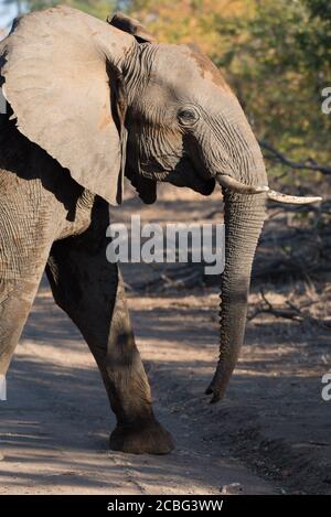 Jeune éléphant traversant la route avec vue latérale de l'éléphant Banque D'Images