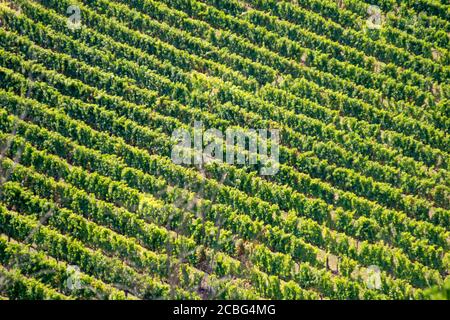 texture d'un vignoble de raisins vue de loin Banque D'Images
