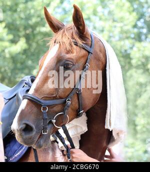 Tissu éponge humide en coton éponge sur la tête d'un spectacle monter à cheval dans une chaude journée d'été ensoleillée Banque D'Images