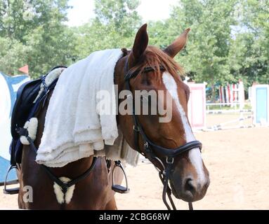 Tissu éponge humide en coton éponge sur la tête d'un spectacle monter à cheval dans une chaude journée d'été ensoleillée Banque D'Images