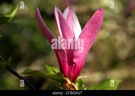 Gros plan d'une fleur de magnolia Banque D'Images