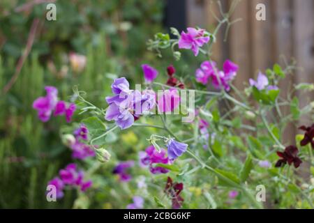 Belle sélection de pois doux de couleur ou lathyrus odoratus dans le jardin avec espace copie Banque D'Images