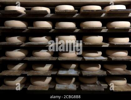 Roues de fromage vieillissant sur les étagères Banque D'Images