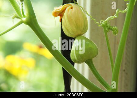 Patty Pan squash en croissance. Petite courge avec fleur sur la vigne. Banque D'Images