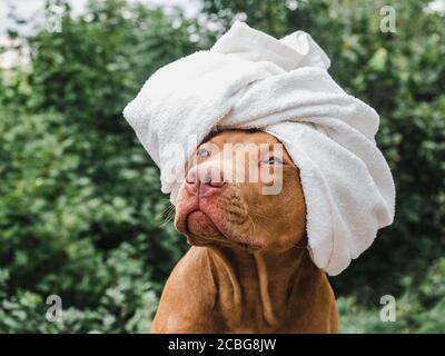Adorable, joli chiot de couleur chocolat. Libre Banque D'Images