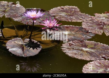 Fleur de lotus Star/ Nymphaea nouchali Banque D'Images
