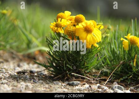 Fleurs d'helenium amarum sur la pelouse Banque D'Images