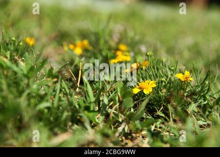 Fleurs d'helenium amarum sur la pelouse Banque D'Images
