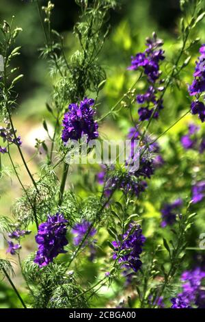 Consolida ajacis (roquette larkspur) fleurs Banque D'Images