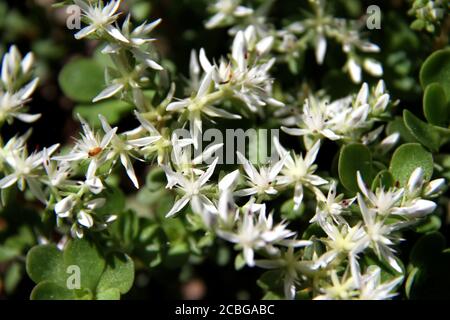 STONECROP SAUVAGE (SEDUM TERNATUM) en fleur Banque D'Images