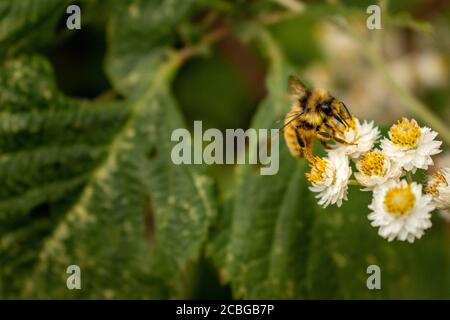 Bumble abeille pollinisant des fleurs péverdurables Banque D'Images