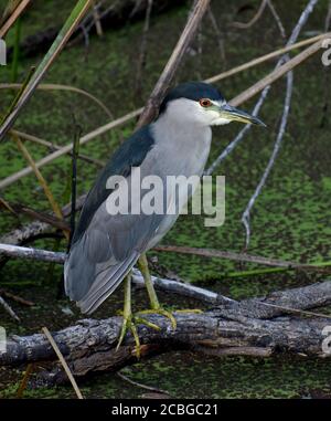 Un héron de nuit à couronne noire (Nycticorax nycticorax) Perchée sur une branche au-dessus des eaux verdâtres de Pinto Lac en Californie Banque D'Images