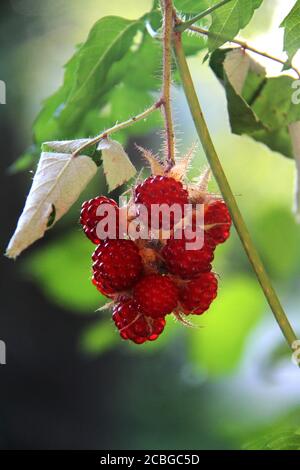 Rubus phoenicolasius (Wineberry). Les fruits sauvages comestibles. Banque D'Images