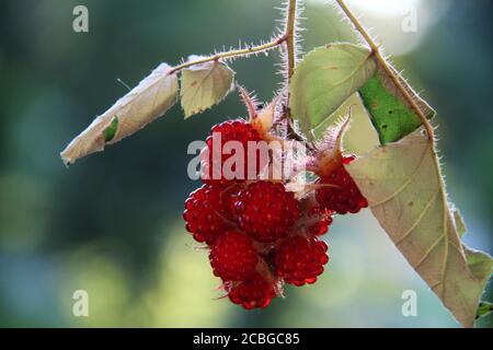 Rubus phoenicolasius (Wineberry). Les fruits sauvages comestibles. Banque D'Images