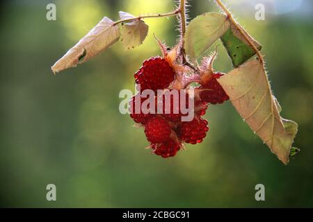 Rubus phoenicolasius (Wineberry). Les fruits sauvages comestibles. Banque D'Images