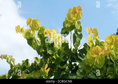 Le feuillage de l'arbre Redbud commence à devenir jaune en été Banque D'Images