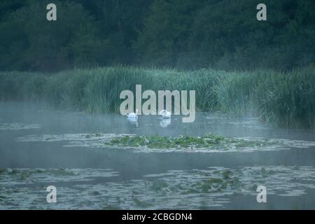 Couple de cygnes muets sur l'eau brumeuse du lac Dune, entouré de roseaux et de nénuphars. Vogelenzang, Bloemendaal, pays-Bas. Nord-Hollande Banque D'Images