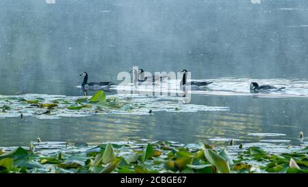 Groupe de bernaches de bernaches noires et blanches nageant sur l'eau du lac Dune, avec des feuilles de nénuphars au premier plan. Vue latérale. Manuel de commande Banque D'Images