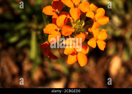 Wallflower (Erysimum capitatum) Banque D'Images