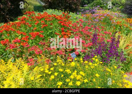 Rosemoor RHS Gardens, « Hot Gardeb », Devon, Angleterre, Royaume-Uni Banque D'Images