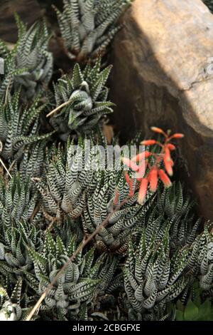 Haworthiopsis attenuata succulent Banque D'Images